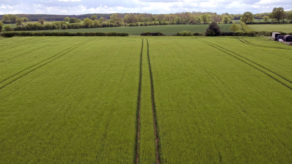 Barley Fields Watton - May