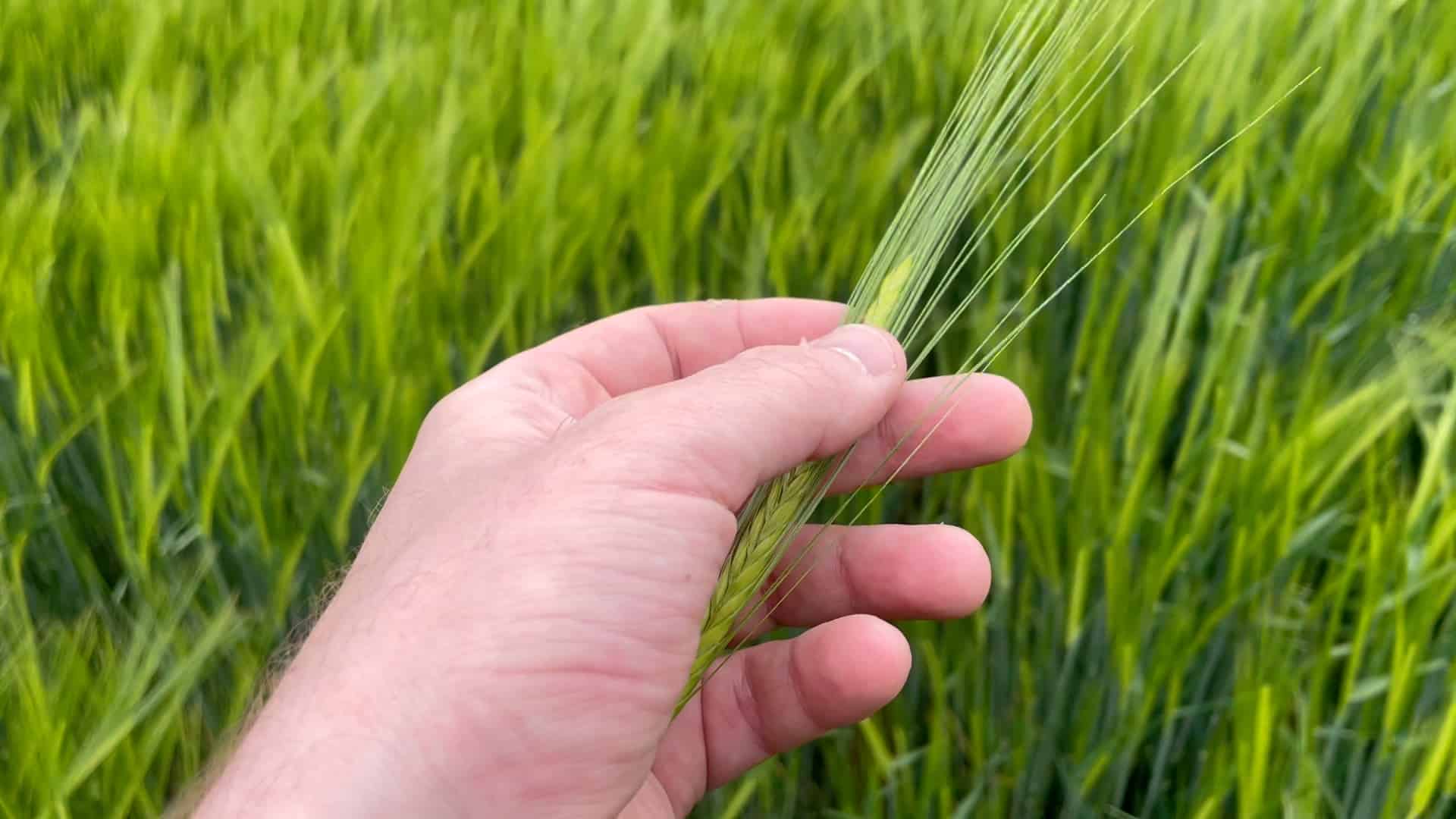 UK Winter Barley Update From The Roasted Malt Specialists