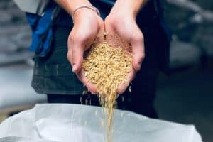 French & Jupps Milled Roasted Malt Crushed Malt
